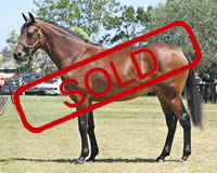 HIGH CHAPARRAL/CAIRENS COLT